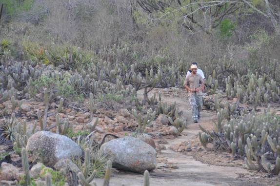 Atravessando um 'jardim de cactus' no Lajedo Sítio Bravo, na região de Cabaceiras - PB